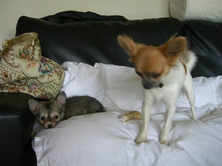 Chihuahua * NOAH * billede 3