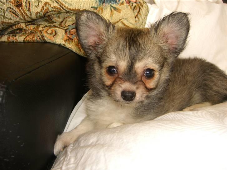 Chihuahua * NOAH * billede 4