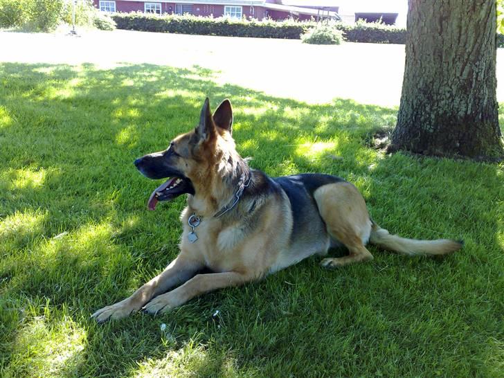 Schæferhund Aika - Vi er på tur i anlæget i Nordenskov billede 6