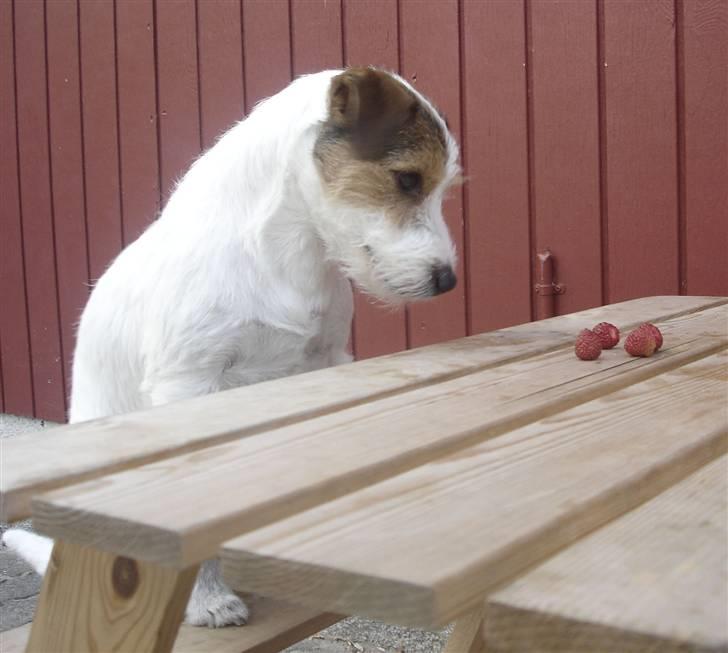 Parson russell terrier Ally billede 9