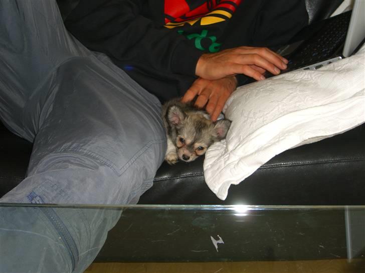 Chihuahua * NOAH * billede 5