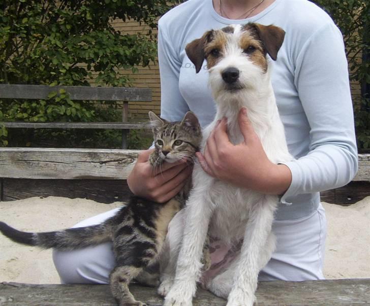 Parson russell terrier Ally billede 10