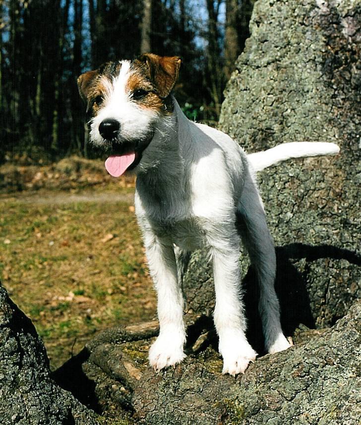 Parson russell terrier Ally billede 11