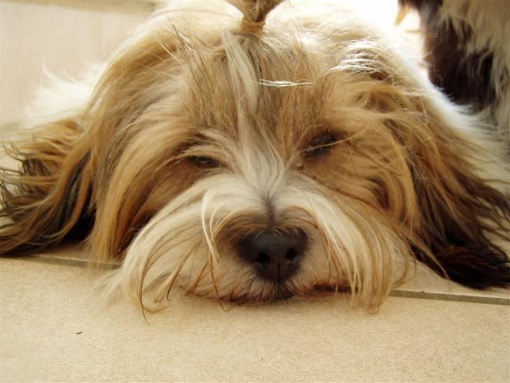 Blanding af racer Teddy *2006-2011* - Årh, hvor er jeg træt her...Zzzzz billede 14