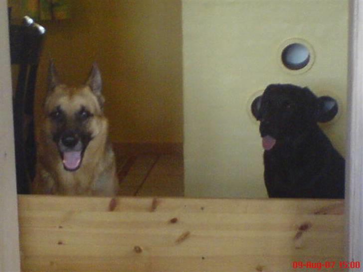 Schæferhund Aika - Aika og hendes veninde Molli de er glade for hinanden, vi må ikke komme i stuen lige nu billede 7