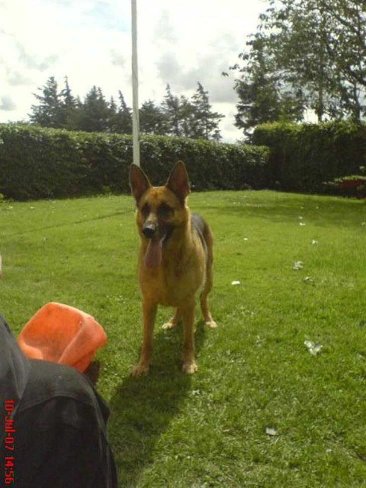 Schæferhund Aika - Er på besøg hos Molli , hun er løbet øv så kom hun ikke med på billed billede 8