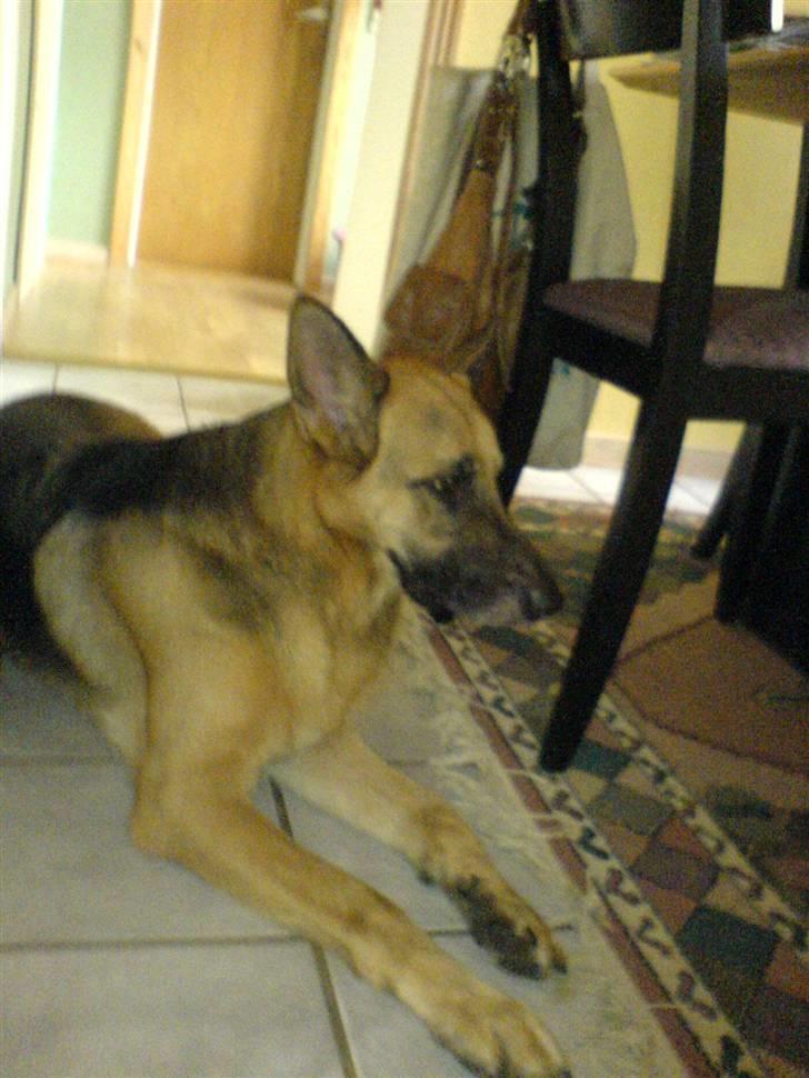 Schæferhund Aika - Slapper lige af i køkkenet billede 9