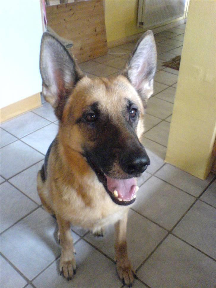 Schæferhund Aika - Sidder lige pænt, for jeg mon en kiks billede 10