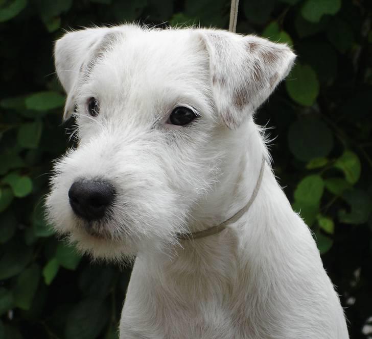 Parson russell terrier Maggie. billede 1