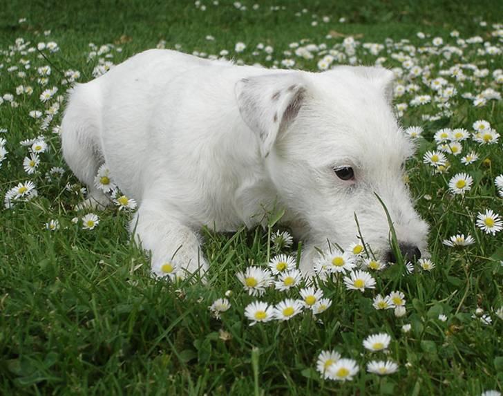 Parson russell terrier Maggie. billede 2