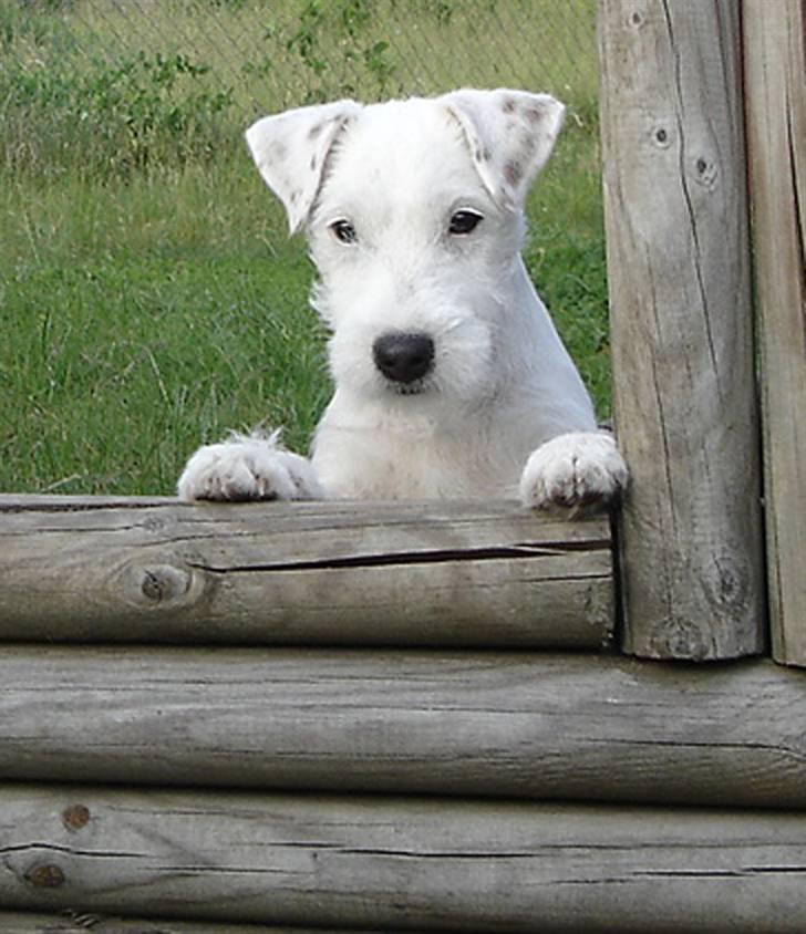 Parson russell terrier Maggie. billede 4