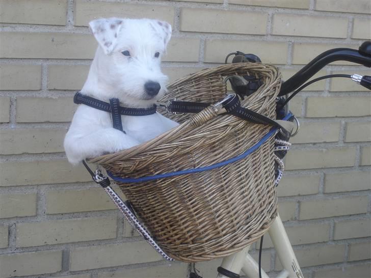 Parson russell terrier Maggie. - Ja, man er vel en magelige lille "dame" ;-))) billede 5