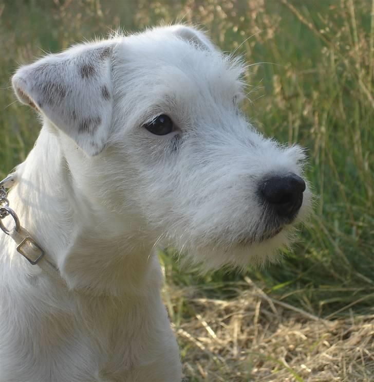 Parson russell terrier Maggie. billede 6