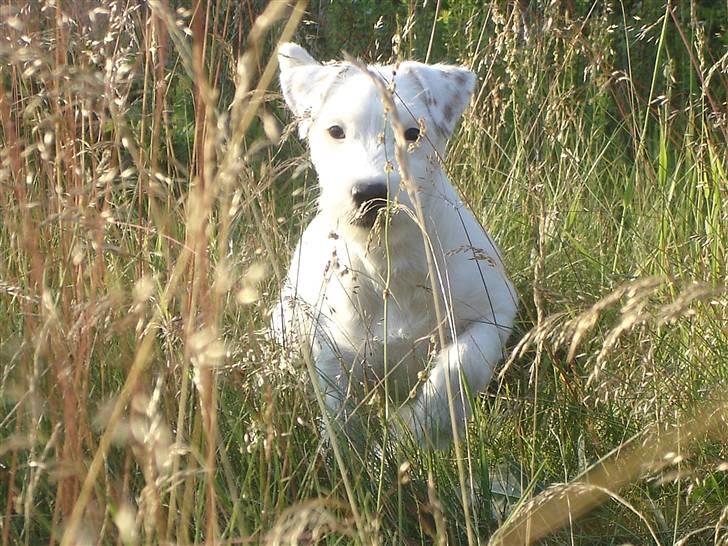 Parson russell terrier Maggie. - Tiger på spring !!!! ;-)) billede 7