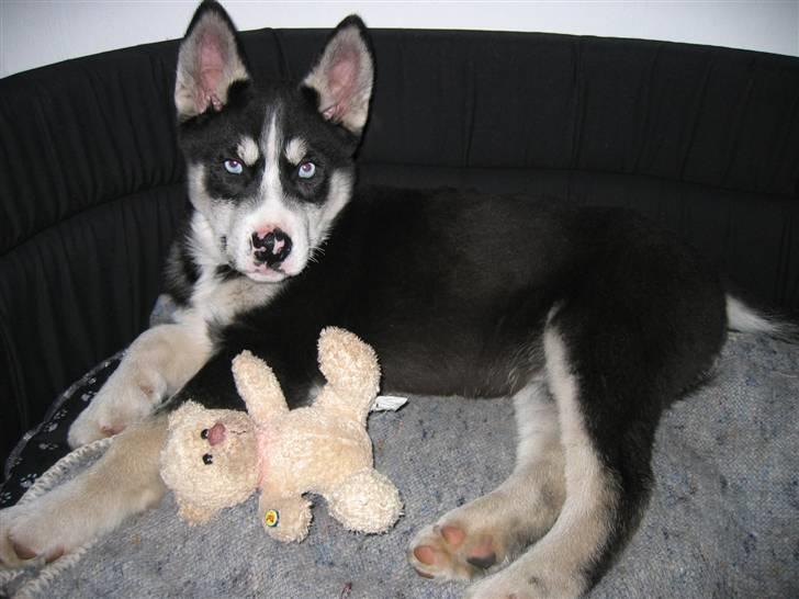 Siberian husky Aslan - Første gang i sin nye kurv billede 2