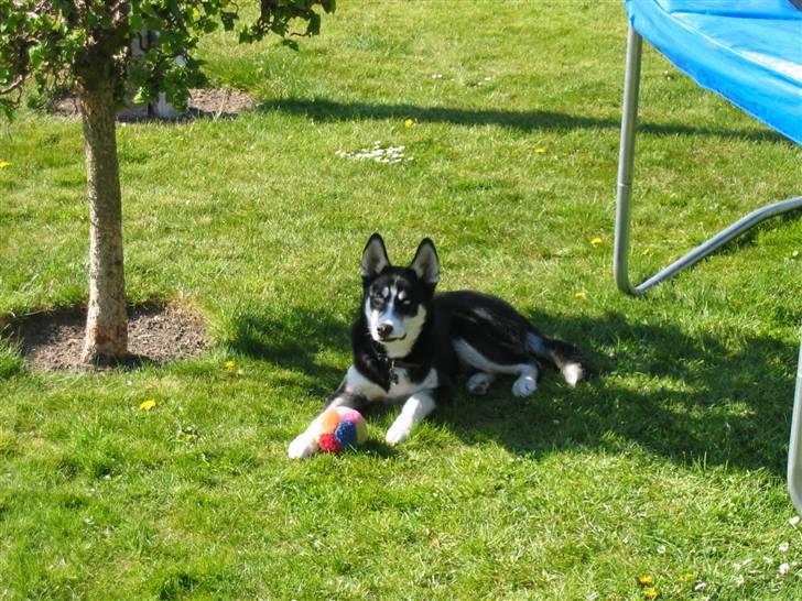 Siberian husky Aslan billede 3