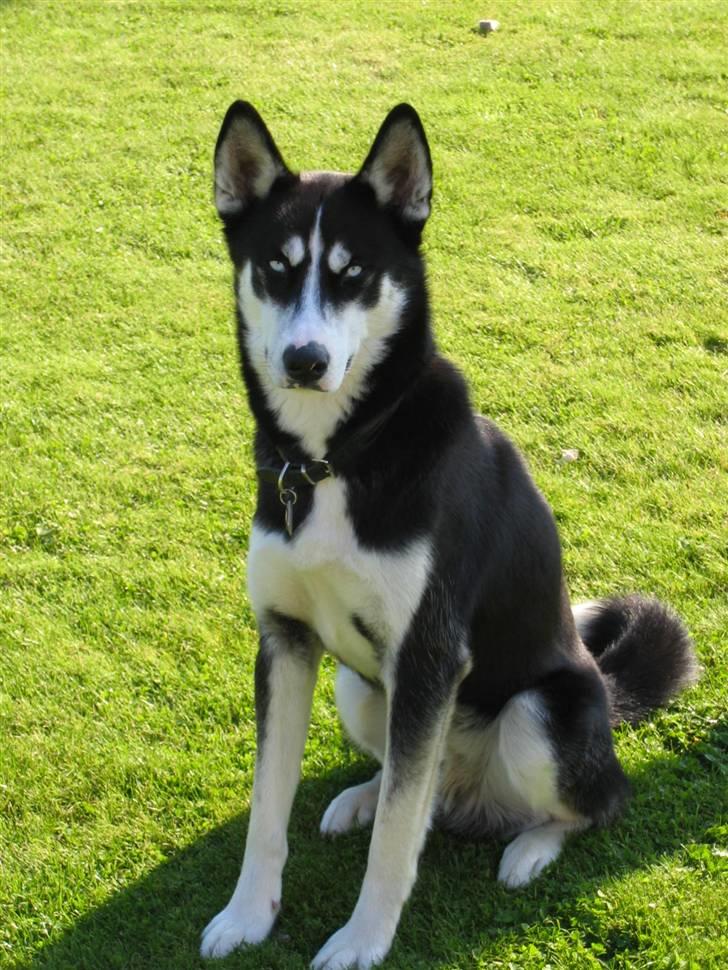 Siberian husky Aslan billede 4