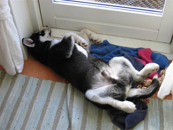 Siberian husky Aslan billede 5