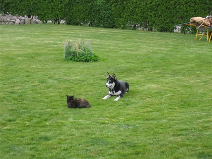 Siberian husky Aslan - I leg med husets lille tiger billede 6