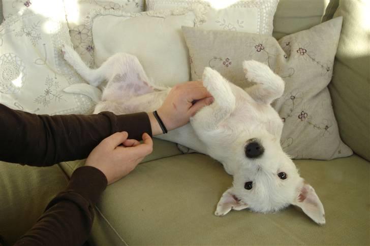 Parson russell terrier Maggie. - Hele verden står på hovedet for mig..... billede 8