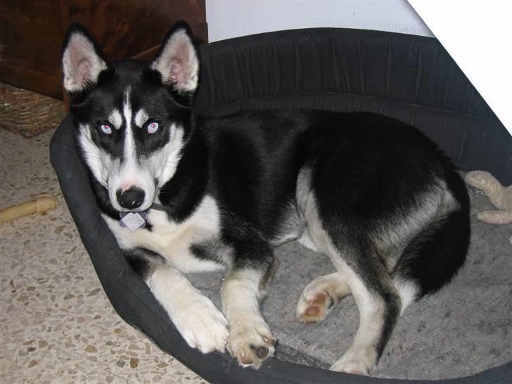 Siberian husky Aslan billede 7