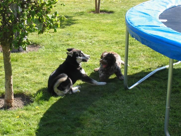 Siberian husky Aslan - I leg med sin ven Valte billede 8