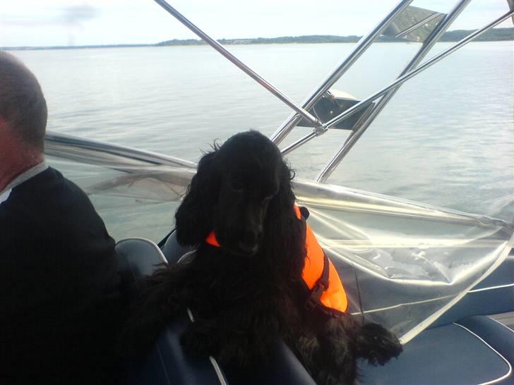 Cocker spaniel Terle billede 11