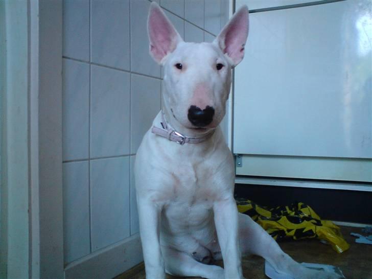 Bullterrier Holly - 7 måneder billede 2