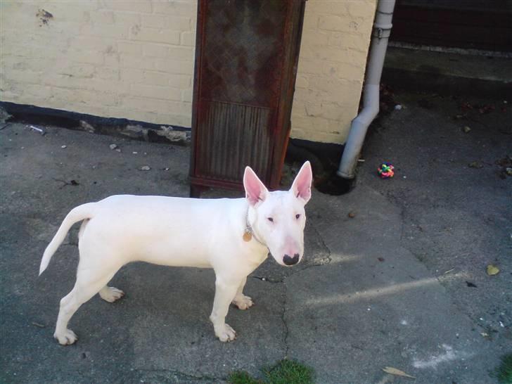 Bullterrier Holly - 7 måneder billede 3