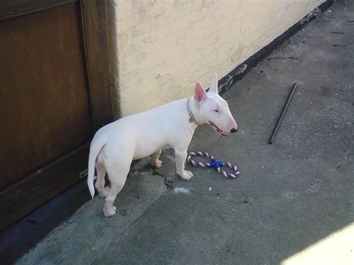 Bullterrier Holly - 7 måneder billede 4