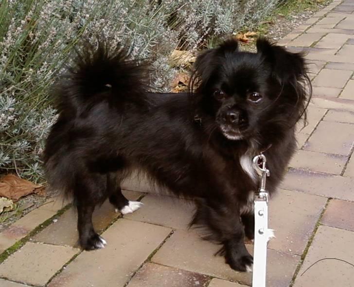 Blanding af racer Mema billede 9