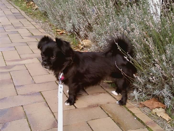 Blanding af racer Mema billede 10