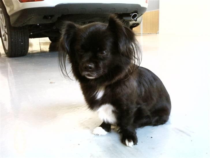 Blanding af racer Mema billede 11