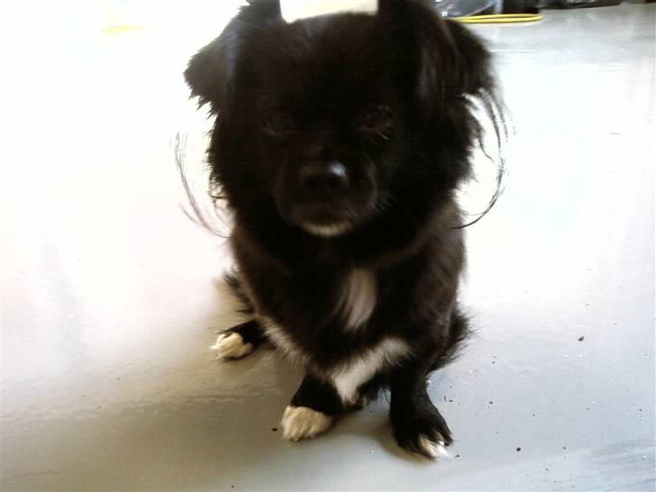 Blanding af racer Mema billede 12