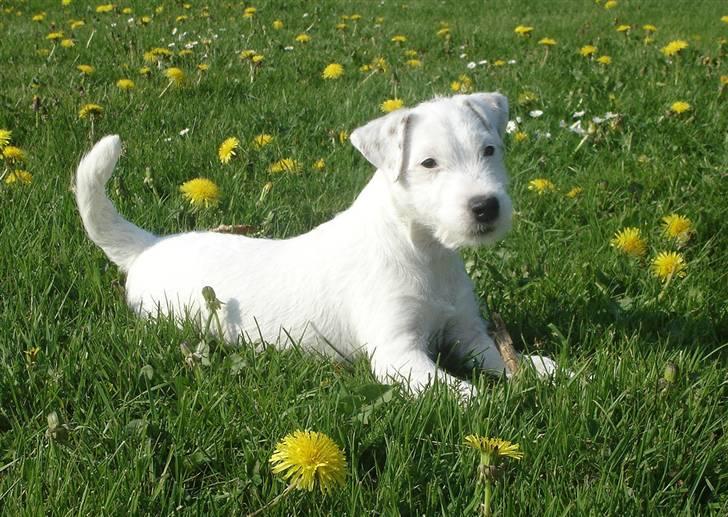 Parson russell terrier Maggie. billede 10