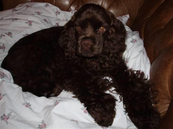 Amerikansk cocker spaniel Karla billede 1