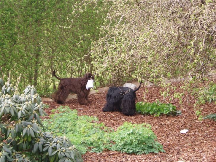 Amerikansk cocker spaniel Karla billede 2