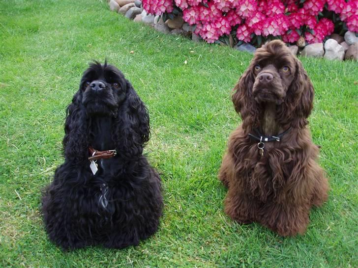 Amerikansk cocker spaniel Karla billede 3