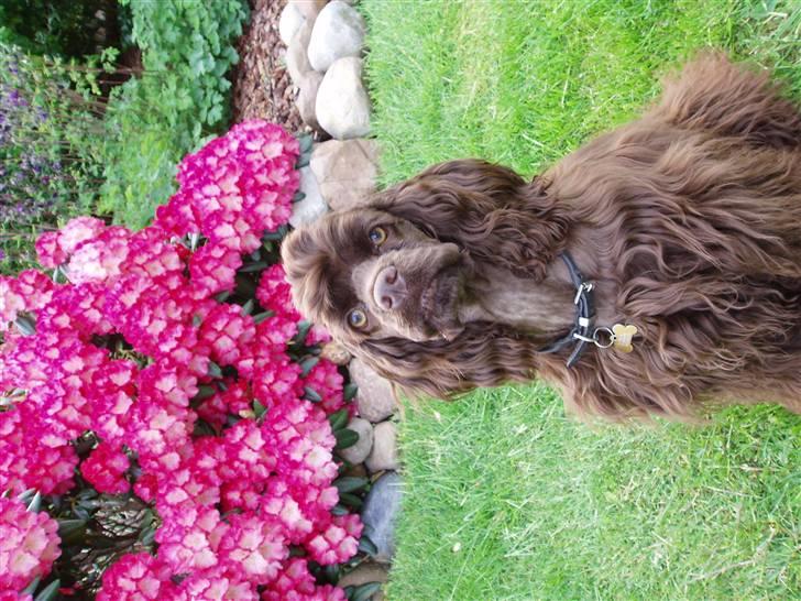 Amerikansk cocker spaniel Karla billede 4