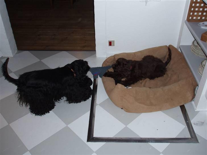 Amerikansk cocker spaniel Karla billede 5