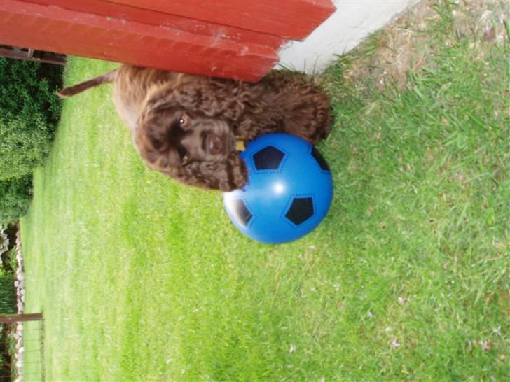 Amerikansk cocker spaniel Karla billede 6