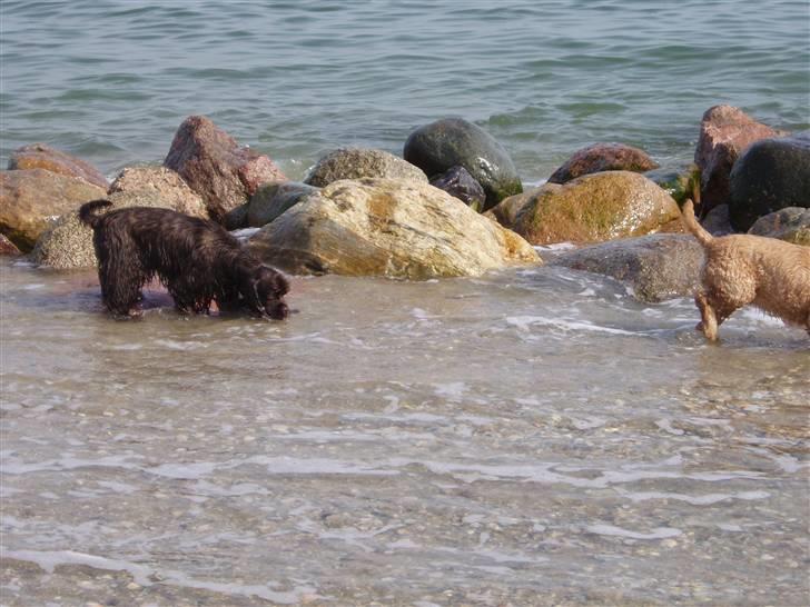 Amerikansk cocker spaniel Karla billede 7