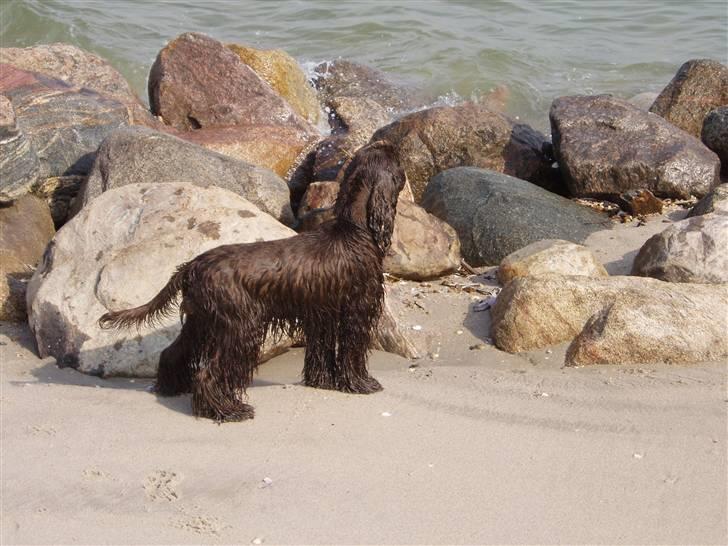 Amerikansk cocker spaniel Karla billede 8