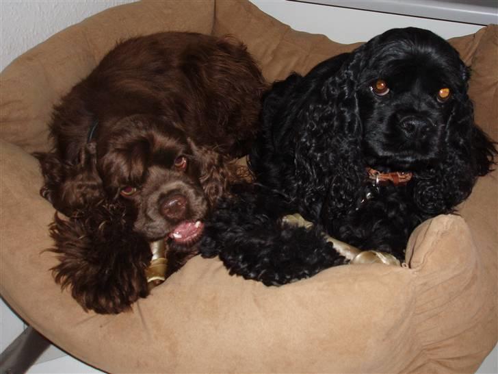 Amerikansk cocker spaniel Karla billede 9