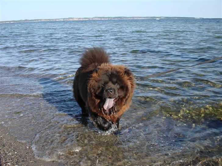 Chow chow baltho billede 1