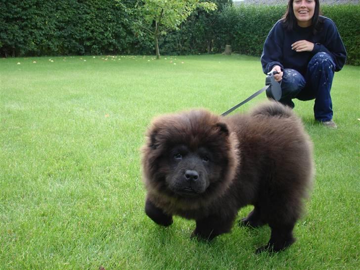 Chow chow baltho billede 2