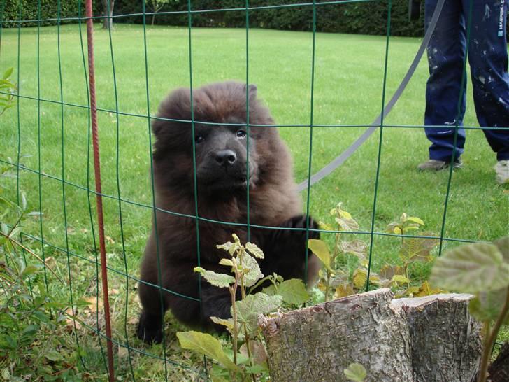 Chow chow baltho billede 3