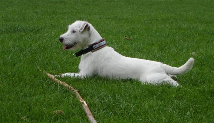 Parson russell terrier Maggie. billede 12