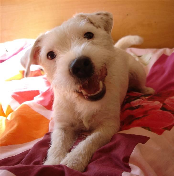 Parson russell terrier Maggie. - Uhmmm, gnaver kødben, i mor´s nyvaskede dyner !!!! billede 14