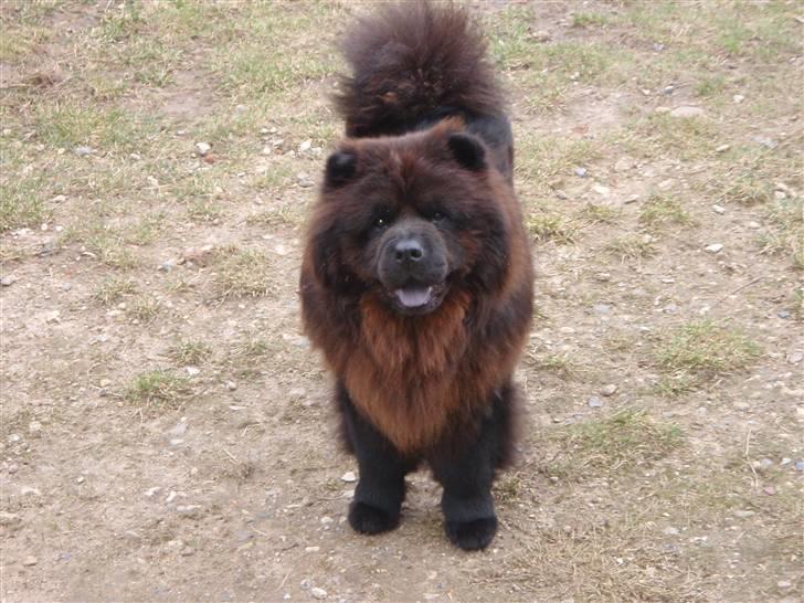 Chow chow baltho billede 4